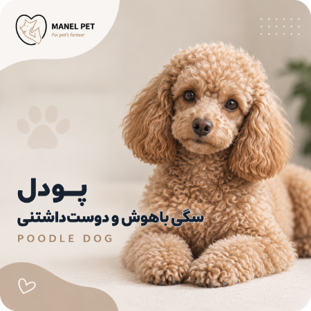 نژاد سگ پودل