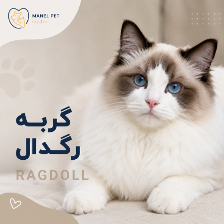 نژاد گربه رگدال