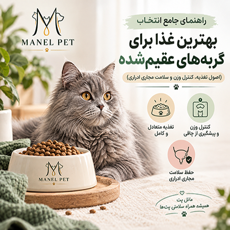 انتخاب بهترین غذا برای گربه‌های عقیم‌شده