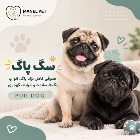 نژاد سگ پاگ
