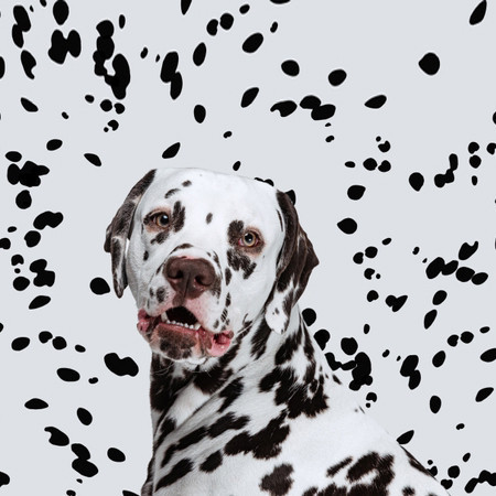 نژاد سگ دالمیشن