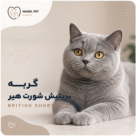 نژاد گربه بریتیش شورت هیر