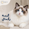 نژاد گربه رگدال