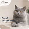 نژاد گربه بریتیش شورت هیر