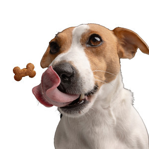 غذای خشک سگ