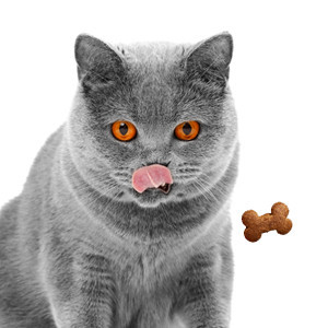 غذای خشک گربه