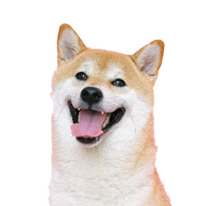 سگ