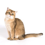 غذای خشک گربه بریتیش